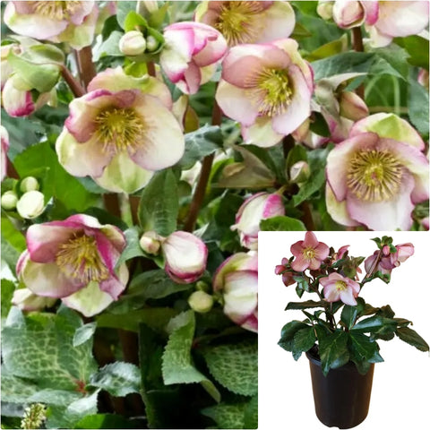 Helleborus Frostkiss Glendas 2 Gallon Plant Lenten Rose Flower Live Plant Fr7