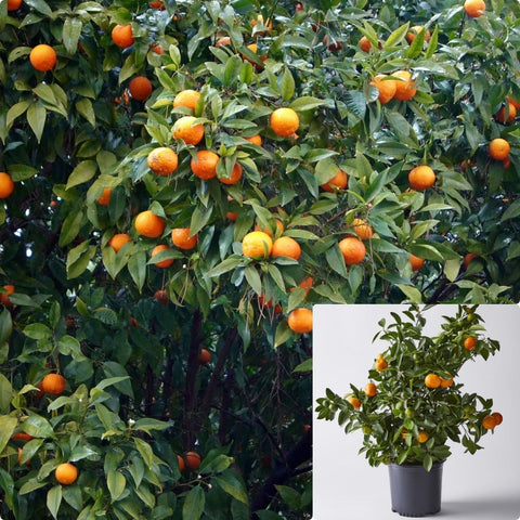 Citrus Orange Caracara Pink Standard Tree 5Gallon Plant Cara Cara Orange Plant Cara Cara Orange Plant Cara Cara Pink Plant Tree Live Plant Fr7