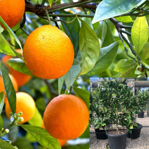 Citrus Orange Mid Valencia Standard Tree 5Gallon Plant Valencia Sweet Orange Plant Orange Plant Tree Live Plant Fr7