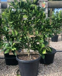 Citrus Orange Washington Espalier 7 Gallon Plant Washington Navel Orange Plant Orange Espalier Plant Tree Live Plant Fr7