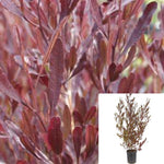 Dodonaea Viscosa Purpurea Column 5 Gallon Plant Purple Hop Bush Live Plant Fr7