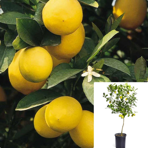 Citrus Meyers Lemon Standard Tree 5Gallon Plant Meyer Lemon Plant Meyer Lemon Plant Improved Meyer Lemon Plant Tree Live Plant Gr7