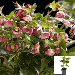 Helleborus Frostkiss Baylis 2 Gallon Lenten Rose Plant Flower Live Plant Fr7