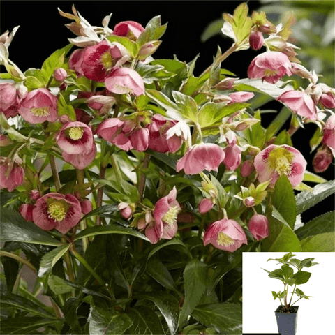 Helleborus Frostkiss Baylis 2 Gallon Lenten Rose Plant Flower Live Plant Fr7