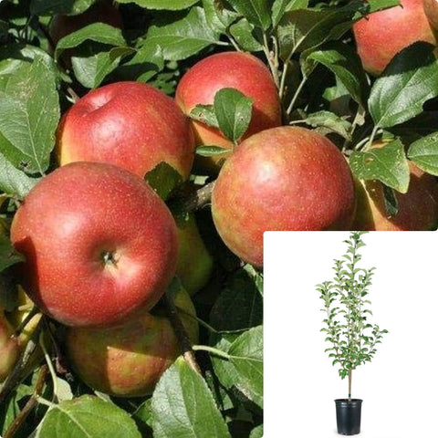 Fruit Apple Red Delicious 7Gallon Plant Red Delicious Apple Plant Ben Davis Plant Saib Plant Tree Live Plant Fr7