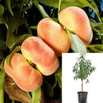Fruit Peach Donut Stark Saturn 7Gallon Plant Donut Peach Tree Plant Peento Peach Plant Saucer Plant Tree Live Plant Fr7