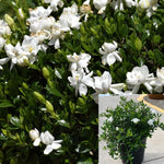 Gardenia Veitchii Patio 5 Gallon Plant Cape Jasmine Tree Live Plant Fr7