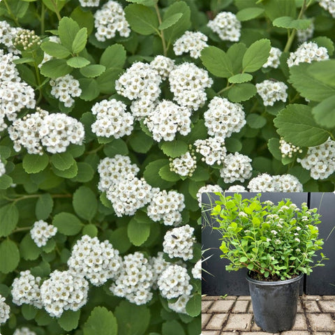 Spiraea Betulifolia Tor 5 Gallon Plant Birchleaf Spirea Tree Live Plant Fr7