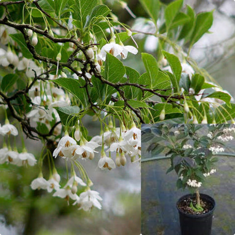 Styrax Japonicus 5 Gallon Plant Japanese Snowbell Flower Live Plant Gr7