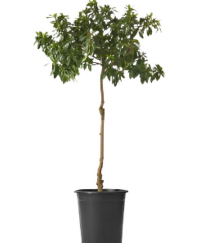 Camellia Tom Knudsen 5 Gallon Patio Plant Japanese Red Outdoor Shrub Live Plant Gr7