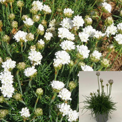 Armeria Maritima Alba Armeria Maritima Alba Plant Best Thirft Sea White Buds Flower Ground Cover 1Gallon Live Plant Ht7