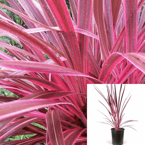 Cordyline Electric Pink 2Gallon Cordyline Banksii Electric Pink Live Plant Outdoor Ho7