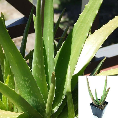 Aloe Aculeata Agavaceae Succulent Drought Tolerant 4Inches Pot Houseplant Succulent Drought Tolerant Live Plant Ht7