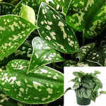 Pothos Satin Plant 5 Gallon Ht7 Silver Philodendron Rare Plant Satin Pothos Silver Pothos Indoor Live Plant Fi7