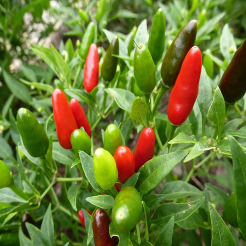 Hot Pepper Small Thai Chili Thai Hot Pepper seed packet 30 sees