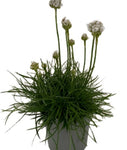 Armeria Maritima 1Quart Plant Armeria Maritima Alba Plant Pot White Thrift Mr7 Live Plant Mr7