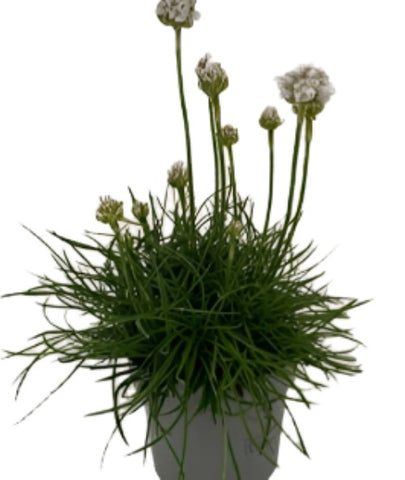 Armeria Maritima Alba Plant 1Quart Plant Armeria Maritima Alba Plant Pot White Thrift Mr7 Live Plant Mr7
