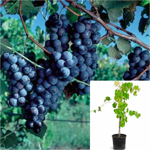 Grape Concord 2 Gallon Vitaceae Live Plant Outdoor Fr7