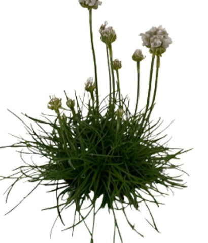 Armeria Maritima Thrift Sea White Plant Armeria Maritima Alba 1Gallon Full Live Plant Ht7