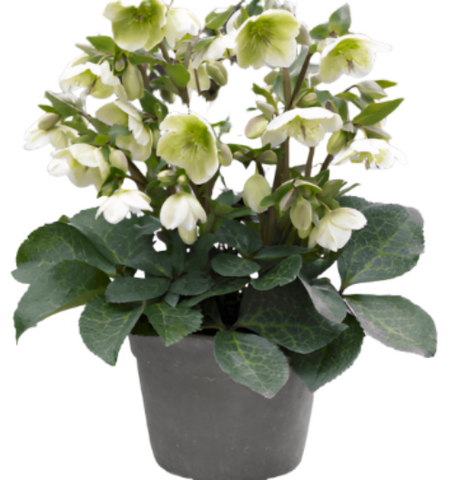 Helleborus Shooting Star 2 Gallon Pot Lenten Rose Plant Flower Topiary Outdoor Live Plant Fr7