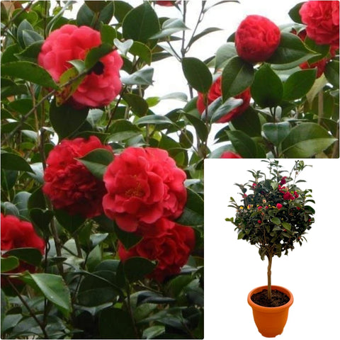Camellia Kramer Sup Patio 5 Gallon Plant Japonica Flower Live Plant Fr7