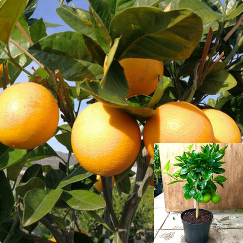 Citrus Sanguinelli Blood Orange 5Gallon Plant Blood Orange Plant Orange Tree Tarocco Plant Tree Live Plant Gr7