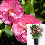 Camellia Marie Bracy 5 Gallon Plant Japonica Kramer Supreme Flower Outdoor Live Plant Fr7