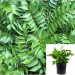 Cyrtomium Falcatum 1Gallon Plant House Holly Fern Plant Japanese Holly Fern Plant Fern Live Plant Gr7