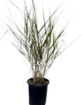 Muhlenbergia Rigens 5Gallon Deergrass Meadow Muhly Plant Grass Perennial Live Plant Fr7