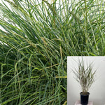 Muhlenbergia Rigens 5Gallon Deergrass Meadow Muhly Plant Grass Perennial Live Plant Fr7
