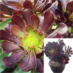 Aeonium Zwartkop 1 Gallon Succulents Plant Rose Beauty Tree Live Plant Gr7Ht7