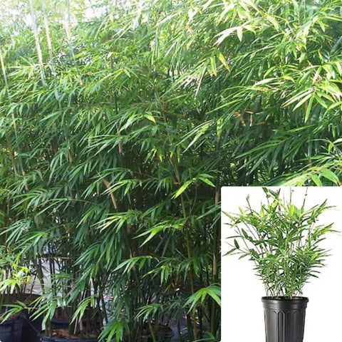 Chimonobambusa Quadrangularis Plant Yellow Groove Square Stem Bamboo Plant Green Bambooclumping Bamboo Live Plant 5Gallon Ht7