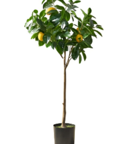 Citrus Hystrix Patio Tree 5Gallon Citrus Hystrix Lime Leaf Thai Food Lemon Lim Kaffir Lime Thai Citrus Lime Leaves For C Live Plant