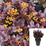 Berberis Thunbergii Concorde 1 Gallon Japanese Barberry Thunberg Red Perennial Live Plant Gr7