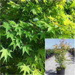 Acer Palmatum Multi 5 Gallon Japanese Maple Plant Palmate Maple Plant Smooth Japanese Outdoor Live Plant Fr7