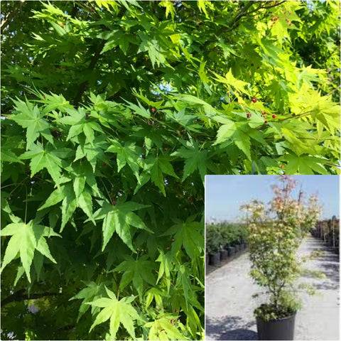 Acer Palmatum Multi 5 Gallon Japanese Maple Plant Palmate Maple Plant Smooth Japanese Outdoor Live Plant Fr7