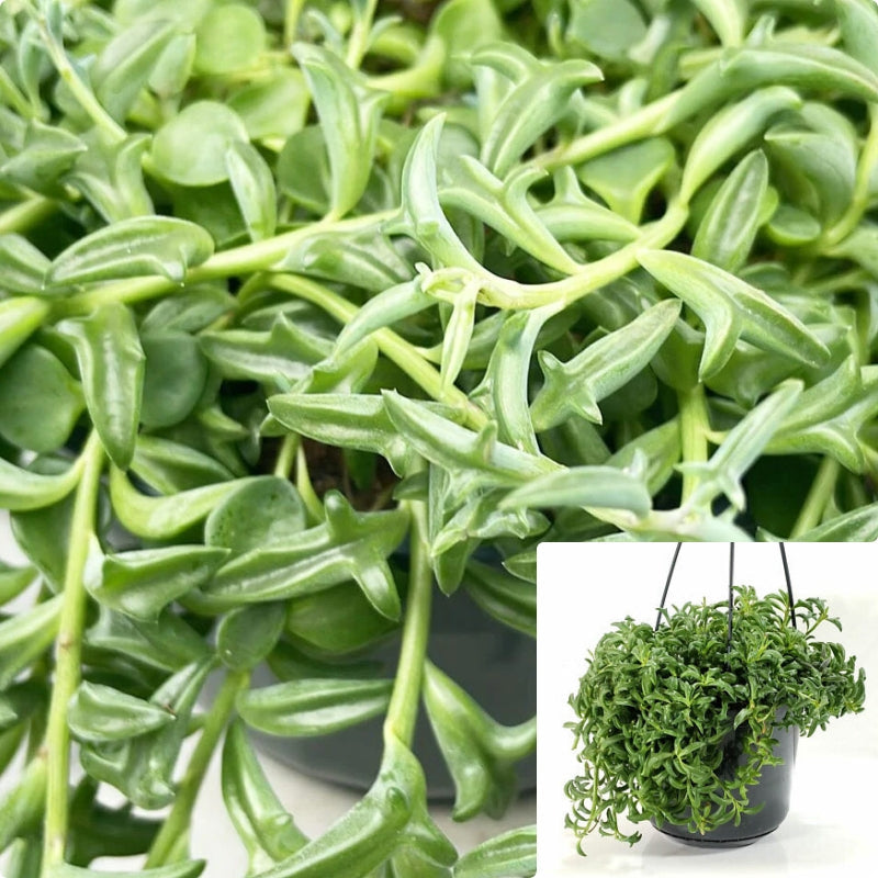 falling succulents String Of Dolphins Plant 6 inches Pot Hanging Succulents Live Plant Fa – NNplant