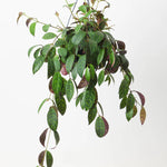 Aeschynanthus Marmoratus 4 Inches plant Hanging Zebra Basket Vine lipstick Live Plant Ht7