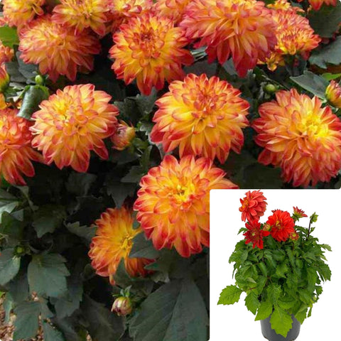 Dahlia Dahlinova Hypnotica Teq 1Gallon Plant Dahlia Dahlinova Hypnotica Orange Plant Dahlinova Hypnotica Yellow Plant Flower Live Plant Gr7