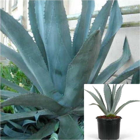Agave Havardiana 1 Gallon Plant Havards Agave Plant Havards Century Live Plant Ho7