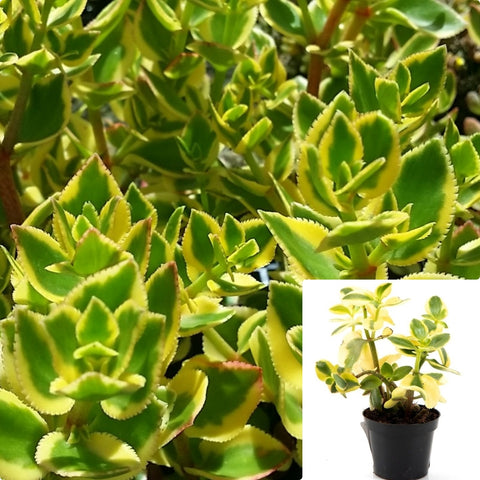 Crassula Sarmentosa Variegated Plant 1Gallon Showy Trailing Jede Variegated Jade Live plant Ht7 Best