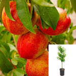 Fruit Tree Double Delight Nect 5Gallon Double Delight Nectarine Live Plant Outdoor Fruit Tree Gr7