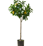 Citrus Limettioides Tanka Patio Tree 5 Gallon Citrusrus Medica Var Sarcodactylis Yellow Fingered Fr7 Live Plant
