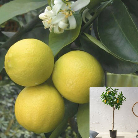 Citrus Limettioides Tanka Patio Tree 5Gallon Citrusrus Medica Var Sarcodactylis Yellow Fingered Fr7 Live Plant