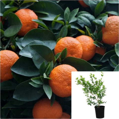 Citrus Orange Seville Column 7 Gallon Oranges Citrusrus Live Plant Fr7