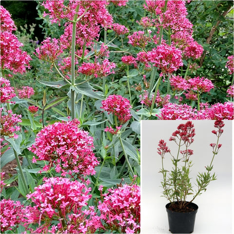 Centranthus Ruber 1 Gallon Red Valerian Plant Jupiters Beard Live Plant Gg7