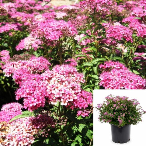 Spiraea Bumalda Anthony Waterer 5Gallon Spiraea Dwarf Pink Live Plant Outdoor Mr7