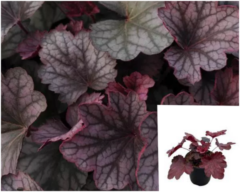 Heuchera Carnival Burgundy Blast 1 Gallon Plants Coral Bells Flower Alumroot Outdoor Live Plant Mr7