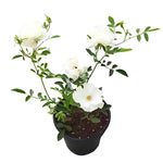 Rosa Knock Out White 2Gallon Plant Shrub Rose White Plant Rosa Radwhite Plant Outdoor Flower Live Plant Gr7