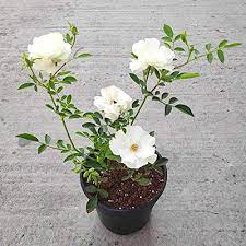 Rosa Knock Out White 2Gallon Plant Shrub Rose White Plant Rosa Radwhite Plant Outdoor Flower Live Plant Gr7